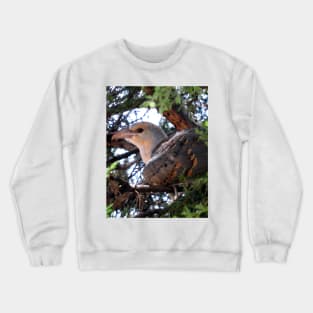 Channel-billed Cuckoo Crewneck Sweatshirt